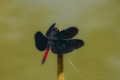 Libélula