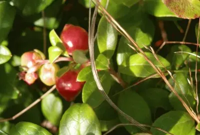 Airelles (East Belgium)