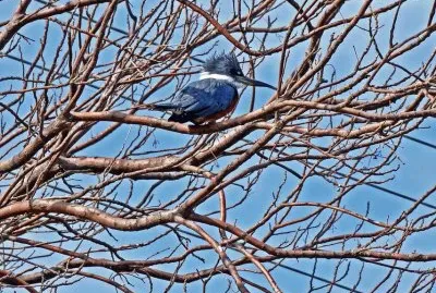 En los Esteros del IberÃ¡. Corrientes. Argentina