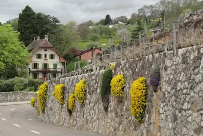 mur en fleurs