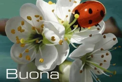 coccinella