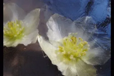 ellebori nel ghiaccio