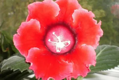 gloxinia