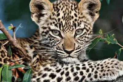פאזל של little leopard