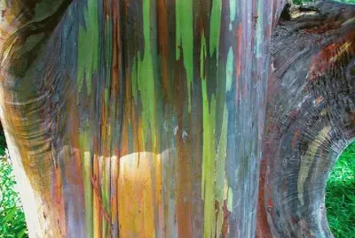 Arboles jigsaw puzzle