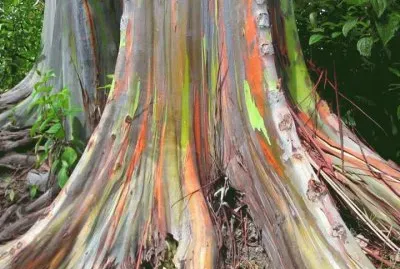 Arboles jigsaw puzzle