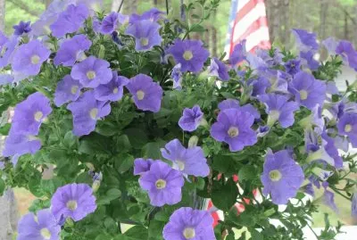May flowers
