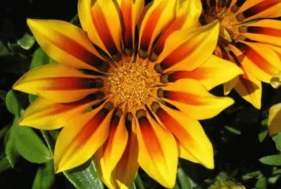 gazania