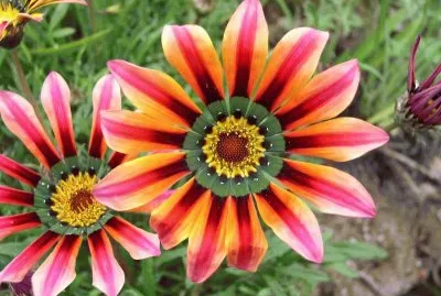 gazania