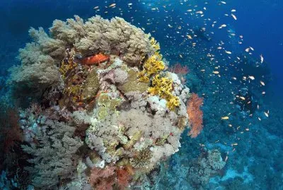 PN Ras Muhammad. Egipto