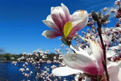 flores