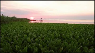 PN RÃ­o Pilcomayo. Formosa. Argentina jigsaw puzzle