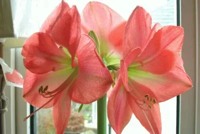 amaryllis