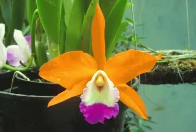 orquÃ­dea