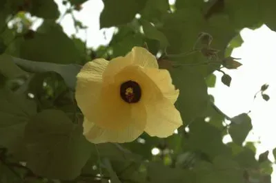 פאזל של Flor de AlgodÃ£o