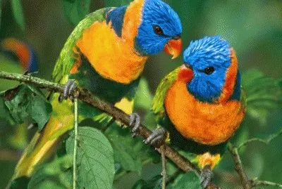 Cotorras jigsaw puzzle