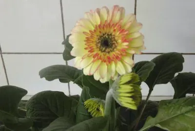 gerbera