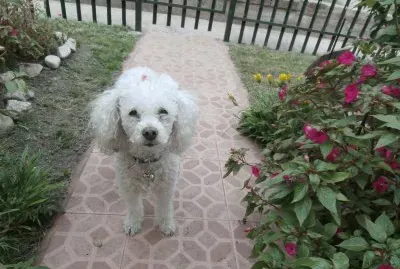DAISY