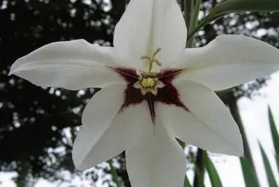 glaieul d 'abyssinie