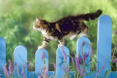 פאזל של de paseo