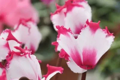 cyclamen
