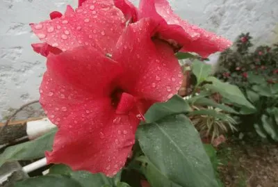 פאזל של ACHIRA