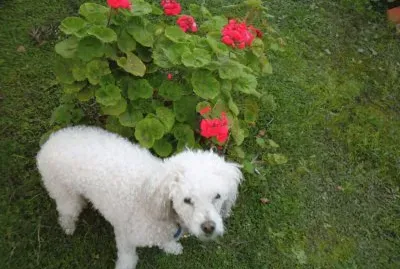 MASCOTITA