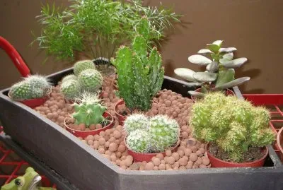 minis cactus jigsaw puzzle