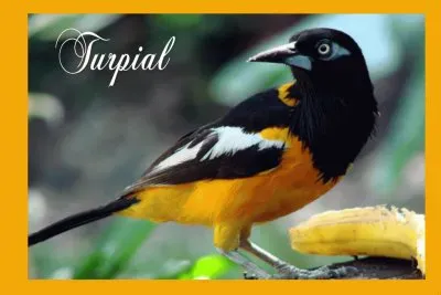 TURPIAL DE VENEZUELA jigsaw puzzle