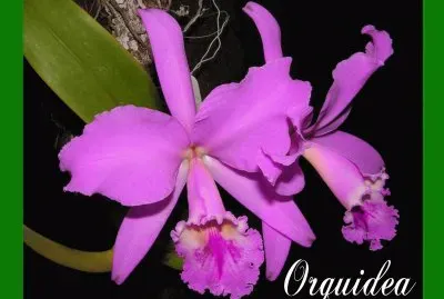 ORQUÃDEA DE VENEZUELA