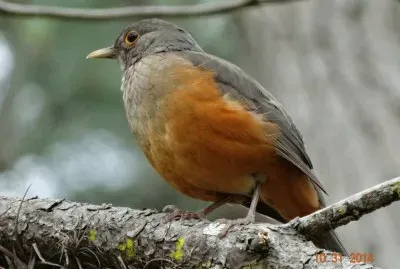 passarinho 05 jigsaw puzzle