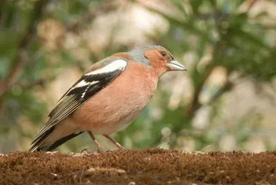 Pinson (East Belgium) jigsaw puzzle