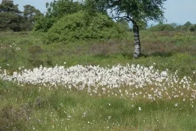 Wool Flowers (East Belgium)
