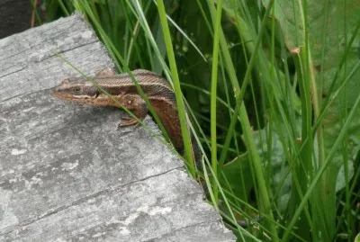 LÃ©zard ovipare (Malchamps- East Belgium)