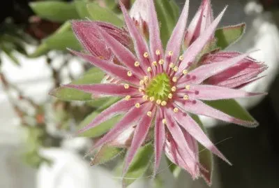 Fleur de Joubarbe (Verviers-Belgium) jigsaw puzzle