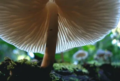 פאזל של naturaleza