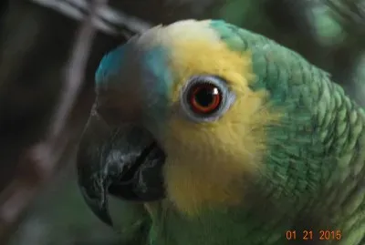 papagaio jigsaw puzzle