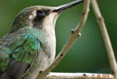 passarinho 04 jigsaw puzzle