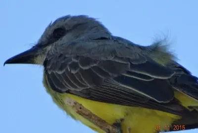 passarinho 03 jigsaw puzzle