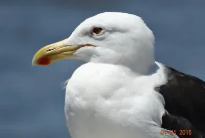 gaivota jigsaw puzzle