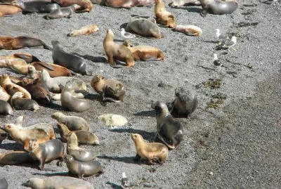 LoberÃ­a en Puerto Madryn. Chubut. Argentina