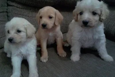 Trio Fofura