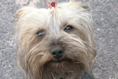 Fotos que he tomado de animales mios y de algunas otras personas