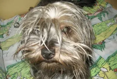 Puchi en casa