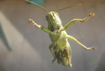 Un saltamontes visita mi ventana