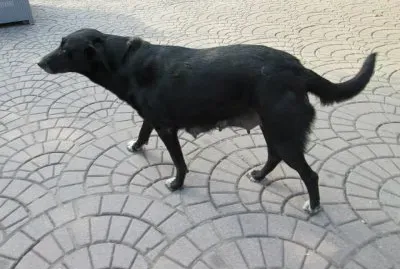 Perrita que me vino a saludar