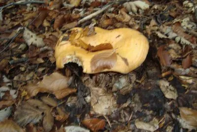 champignon jigsaw puzzle