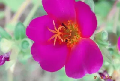 flor 02