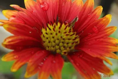 flor 01