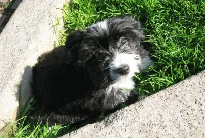 Perrito de una vecina